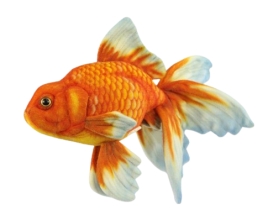 Plush Toy Goldfish Veiltail, L. 34cm, HANSA (8539)