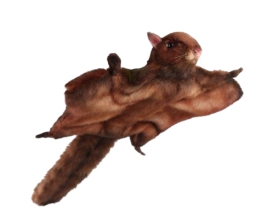 Мяка іграшка Літаюча білка, L. 85см, HANSA (8501)