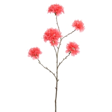 Sandbox Tabebuya pink, 115 cm, Jasaco (47148)