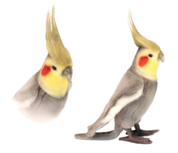 Мягкая игрушка Попугай серый, высота 23см, Hansa (64705)