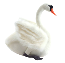 Plush Toys Plush Toy White Swan, height 27 cm, Hansa (40853)