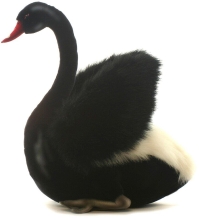 Black Swan, 27 cm, Realistic Hansa Plush Toy (4086)