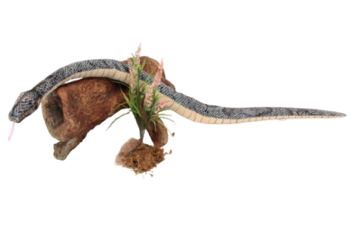 Plush Toy Python gray, length 158cm, Hansa (63791) / Plush Toys Kids Republic Plush Toy Python gray, length 158cm, Hansa (63791) / Plush Toys