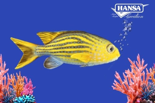 Plush toy Chromis fish linear length 36cm, Hansa (8796) / Plush Toys № 2