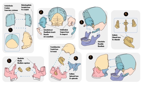 Wild-Cool Skull Collecting Set, Spiegelburg (20288) / Play Sets № 2