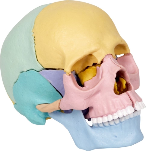 Wild-Cool Skull Collecting Set, Spiegelburg (20288) / Play Sets