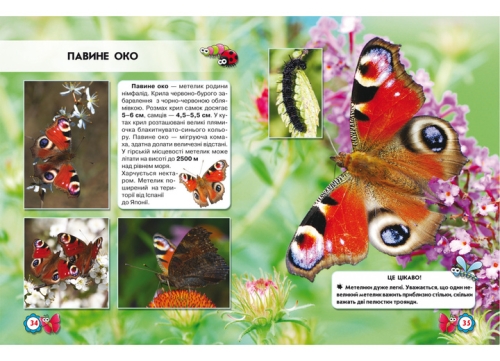 The book The world around us. Insects, Crystal Beech (69208) / Toys № 3 Kids Republic The book The world around us. Insects, Crystal Beech (69208) / Toys № 3