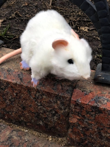 Plush Toy HANSA White rat, 19cm (7529) / Plush Toys № 2