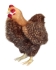 Plush Toy Chicken height 35cm, Hansa (4588)