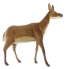 Plush Toy White-tailed deer (female) length 120 cm, Hansa (7510)
