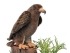 Plush Toy Golden Eagle, length 42cm, Hansa (44875)