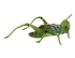 Plush Toy Grasshopper Grasshopper green, width 27cm, Hansa (68796)