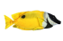 Plush toy Thresherfish, length 36cm, Hansa (8795)