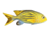 Plush toy Chromis fish linear length 36cm, Hansa (8796)