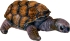 Plush Toys Plush toy Turtle Nature Zoom, Spiegelburg (25733)