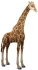 Мягкая игрушка Жираф, Hansa, 130 см, арт. 6977