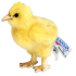 Plush Toy Chicken, height 12 cm, Hansa (53785)