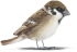 Sparrow, 7 cm, realistic Plush Toy Hansa (7019)